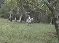 horseback riding at Gaia Vista