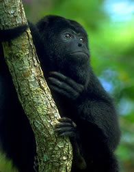 howler monkey